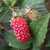 Unusual Berry Collection