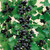 Unusual Berry Collection