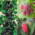 Unusual Berry Collection
