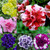 Petunia Tumbelina Collection