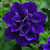 Petunia Tumbelina Collection