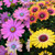 Osteospermum Special Collection