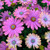 Osteospermum Special Collection