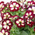 Petunia Speckled Collection (Pack 12/Pack 24)