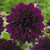 Dahlia Dinner Plate Collection A
