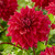 Dahlia Dinner Plate Collection A