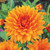 Dahlia Dinner Plate Collection A