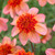 Dahlia Anemone Collection