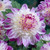 Dahlia Anemone (Powder Puff) Collection