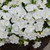 New Unusual Double Calibrachoa Can Can Collection