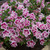 Calibrachoa Double Can Can Unusual Collection