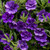New Unusual Double Calibrachoa Can Can Collection