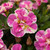 New Unusual Double Calibrachoa Can Can Collection