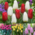 Tulip Single Early  Collection