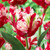 Tulip Parrot Collection