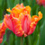 Tulip Parrot Collection