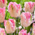 Tulip Parrot Collection