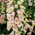 5 Digitalis Purpurea Collection