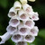 4 Digitalis Purpurea Collection (Power-Module)