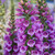 5 Digitalis Purpurea Collection