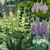 20 Giant Camassia Collection