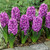 Top Size Hyacinth Collection 17-18cm