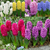 Top Size Hyacinth Collection 17-18cm