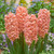 Bedding Sized Hyacinth Collection 14/15cm