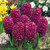 Bedding Sized Hyacinth Collection 14/15cm