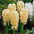 Bedding Sized Hyacinth Collection 14/15cm