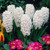 Bedding Sized Hyacinth Collection 14/15cm