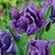 New Parrot Tulip Collection