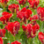 New Parrot Tulip Collection