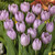 60 Tulip Prince Collection