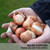 60 Tulip Prince Collection