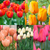 Rare Darwin Tulip Collection