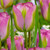 Viridiflora Tulips Collection