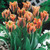 Viridiflora Tulips Collection