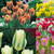 Viridiflora Tulips Collection