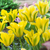 Viridiflora Tulips Collection