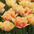 Double Early Tulip Collection