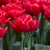 Double Early Tulip Collection