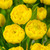 Tulip Peony Double Late Collection