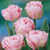 Tulip Peony Double Late Collection