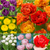 Tulip Peony Double Late Collection