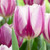 Tulip Flaming Flag and Purple Flag Collection