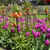 Tulip Flaming Flag and Purple Flag Collection
