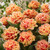 Tulip Double Fringed Collection