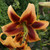 Goliath OT Lily Collection A