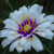 Catananche Collection